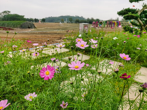 格桑花田