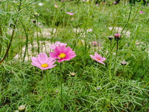 粉色格桑花