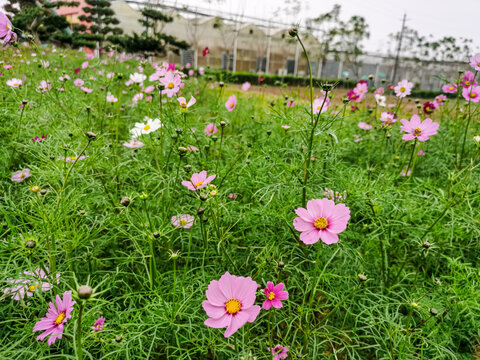 格桑花花海