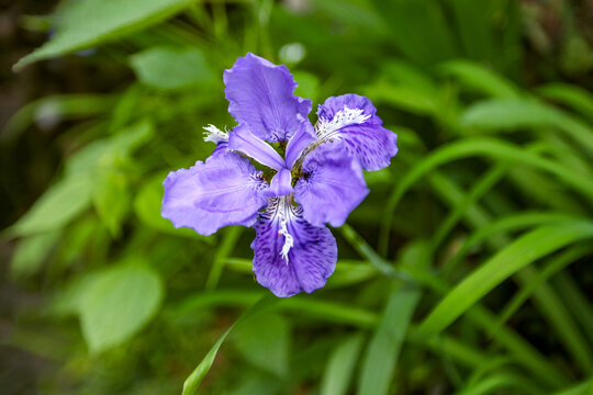 绩溪紫园兰花