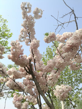 粉白樱花簇簇花团