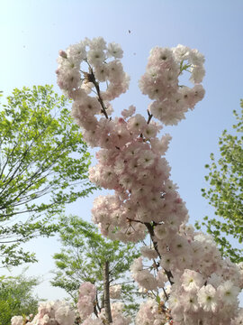 粉白樱花花团伴新绿