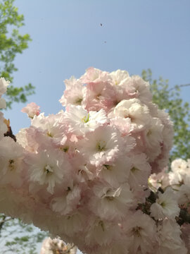 粉白樱花花团相伴开