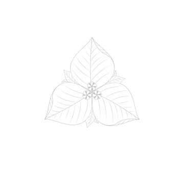 三角梅裝飾花紋