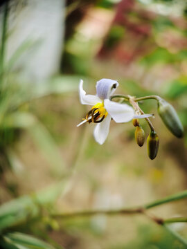 花蕊