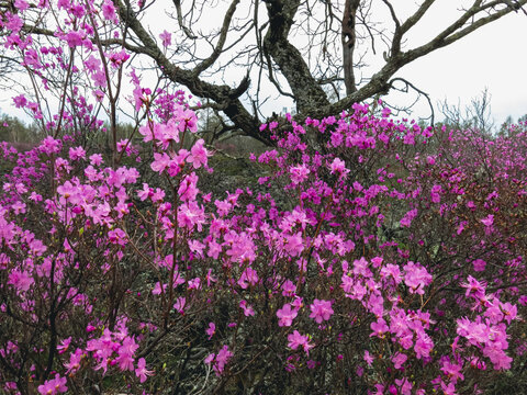 杜鹃花枯树