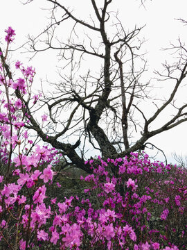 枯树枝杜鹃花