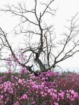 枯树杜鹃花