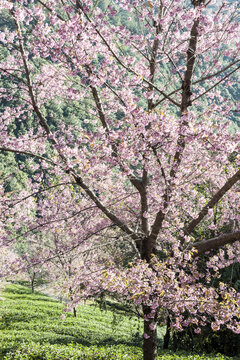 樱花谷