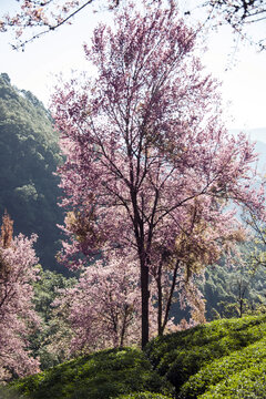 樱花谷