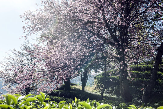 樱花谷