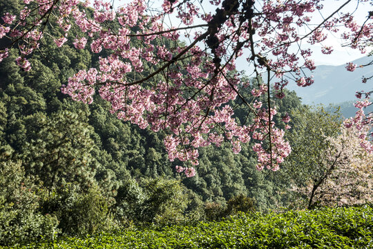 樱花谷