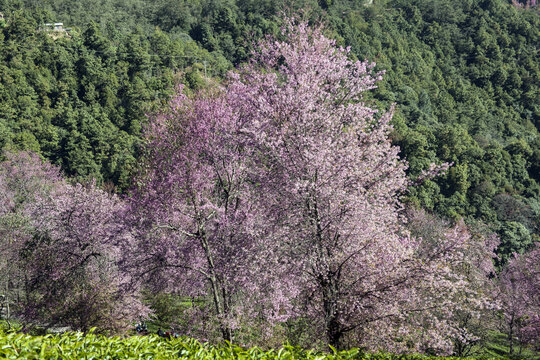 樱花谷