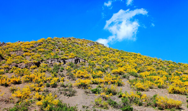 山花烂漫