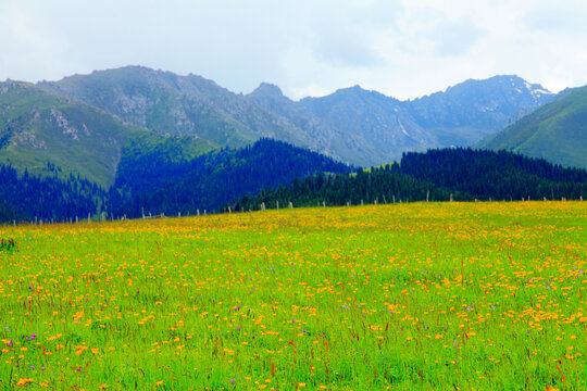 野菊花开