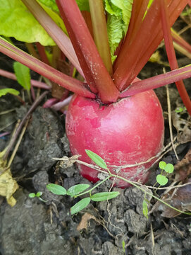 菜地红萝卜