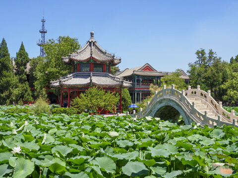 保定古莲花池