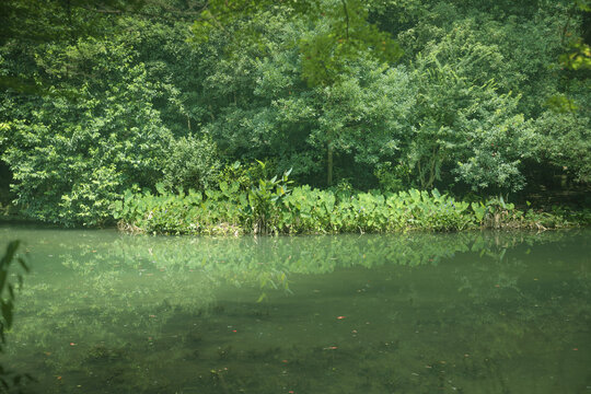 杭州九溪流水