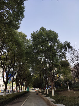 公园绿植行道树