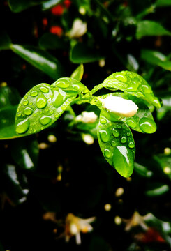 绿叶雨滴