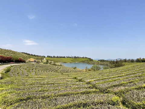 茶园茶山