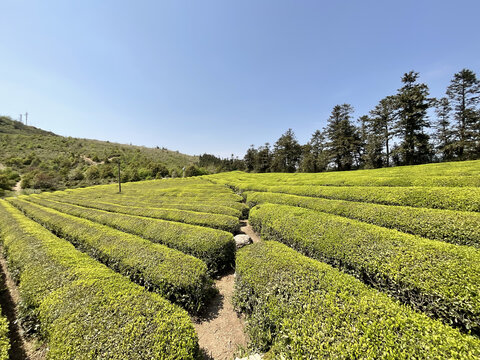 茶园茶山