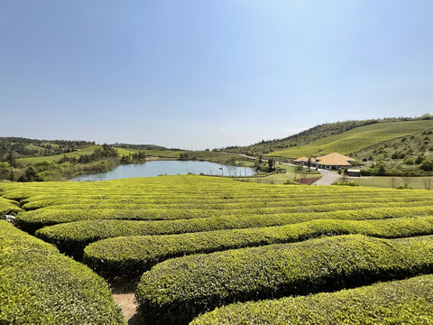 茶园茶山