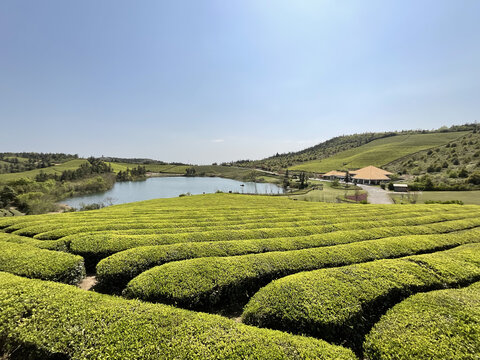 茶园茶山