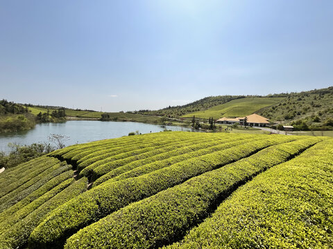 茶园茶山