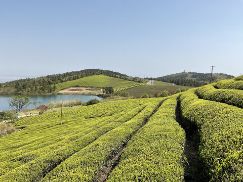 茶园茶山