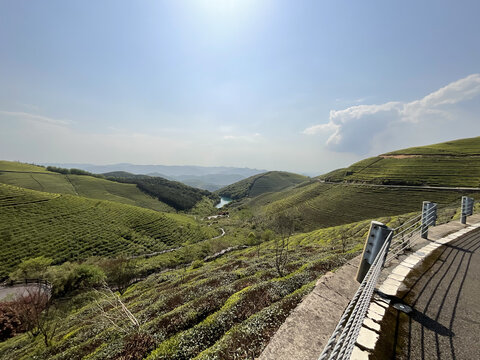 茶园茶山