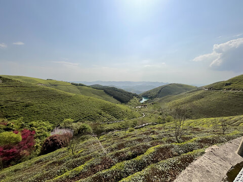 茶园茶山