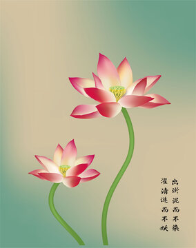 蓮花荷花