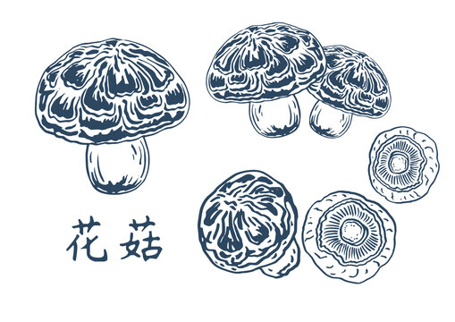 花菇插畫