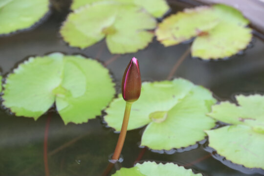 莲花荷花