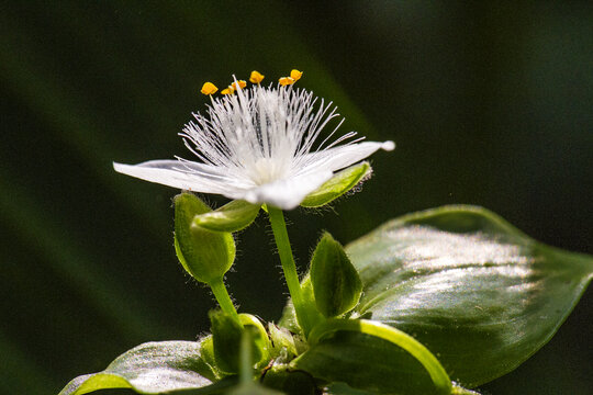 白花紫露