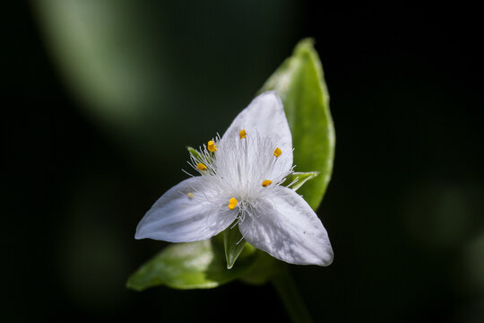 白花紫露