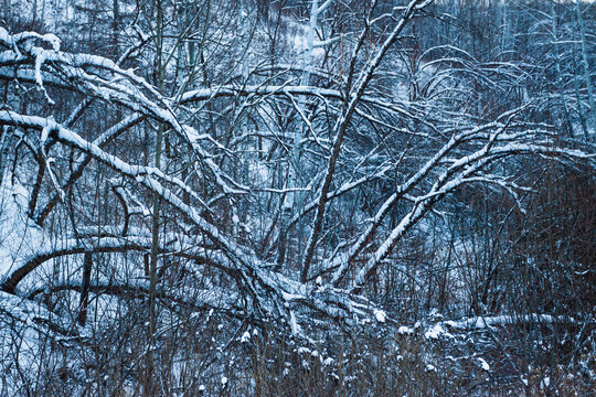 冬季森林树枝