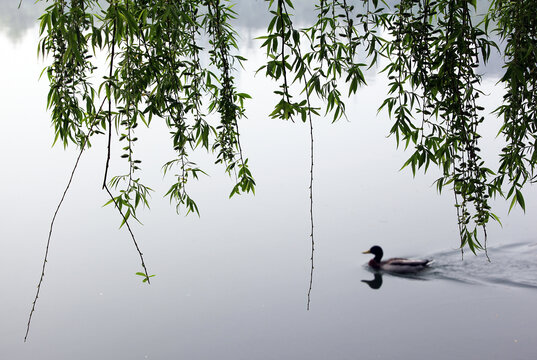 湖景