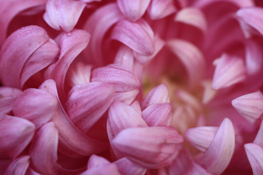 粉色菊花特写