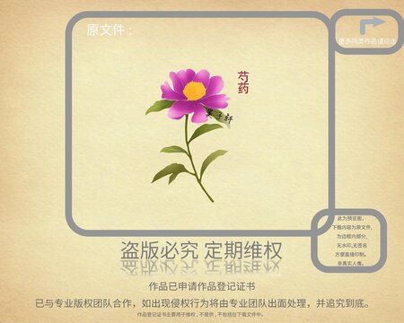 芍藥