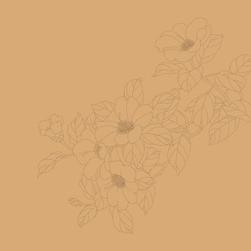 山茶線描稿