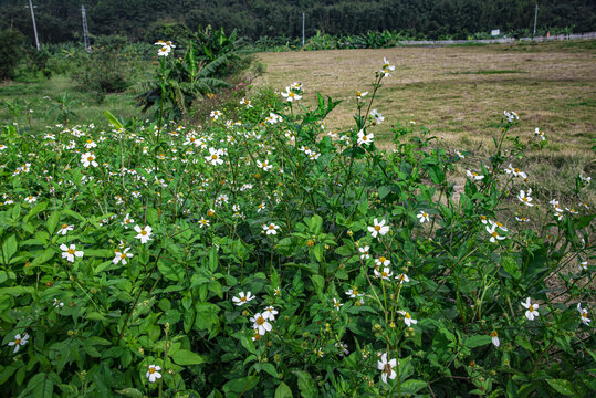 野花