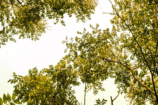 金色阳光树林树叶