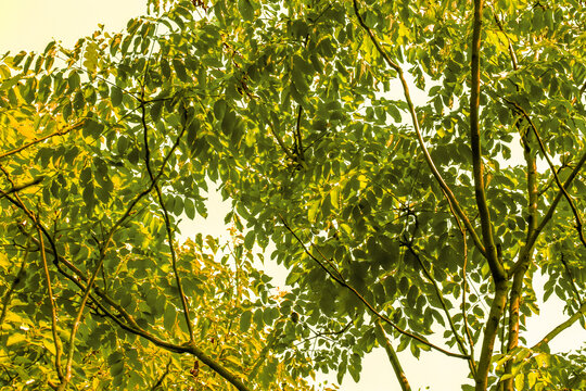 秋金黄色树林树叶