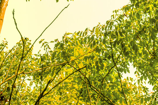 秋天金秋金黄色树林树叶