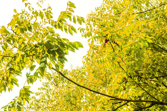 金色黄色树叶秋天