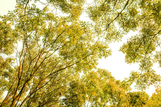 黄色树叶阳光树林树叶
