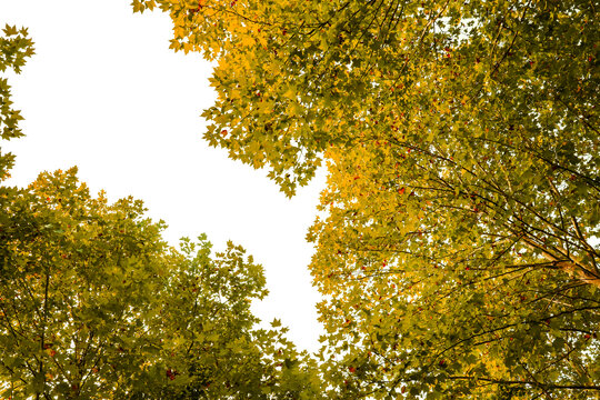 金色树林树叶秋叶