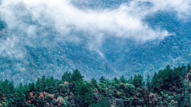 半山彩林半山雪